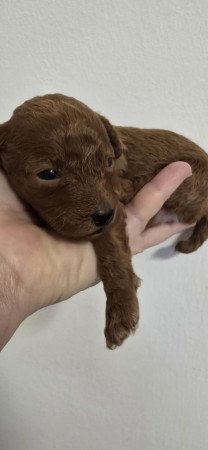 Red toy és törpe fajtiszta jellegű uszkár kiskutyák eladók