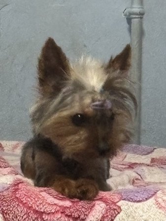 Yorkshire terrier