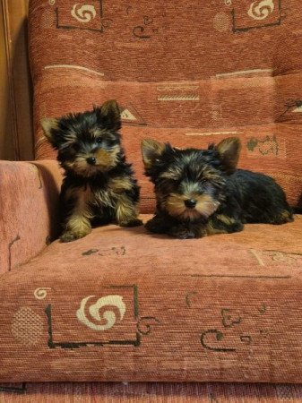 Yorkshire terrier