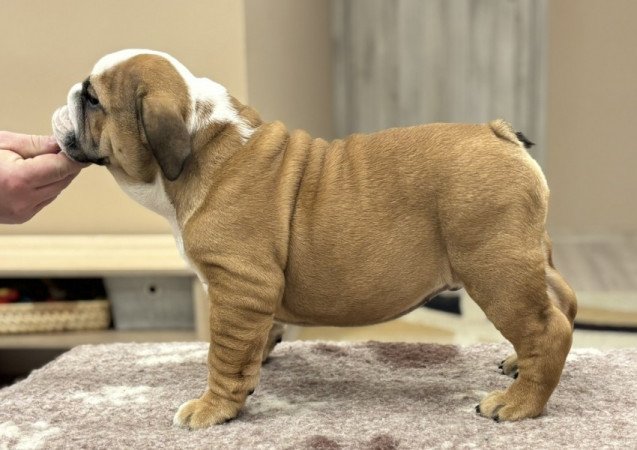 Angol bulldog