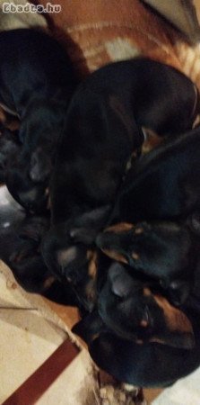 Tacskó kölyökkutyák