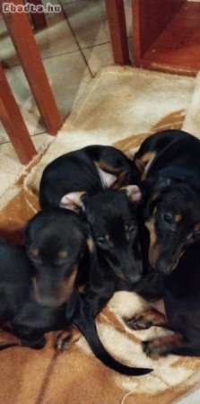 Tacskó kölyökkutyák