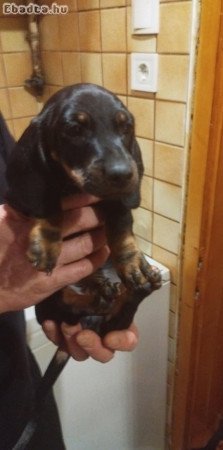 Tacskó kölyökkutyák