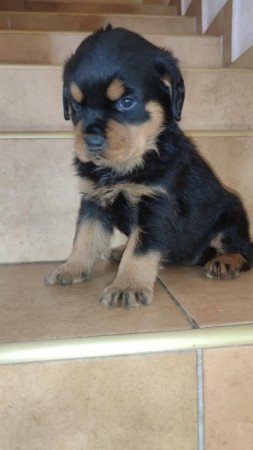 Rottweiler