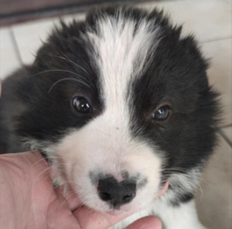 Border Collie