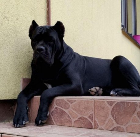 Cane corso