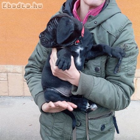 VILÁGBAJNOK VÉRVONALÚ CANE CORSO KÖLYKÖK ELADÓK!