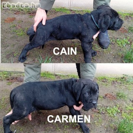VILÁGBAJNOK VÉRVONALÚ CANE CORSO KÖLYKÖK ELADÓK!