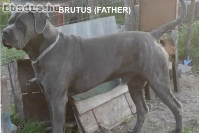 VILÁGBAJNOK VÉRVONALÚ CANE CORSO KÖLYKÖK ELADÓK!
