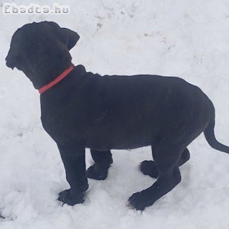 VILÁGBAJNOK VÉRVONALÚ CANE CORSO KÖLYKÖK ELADÓK!