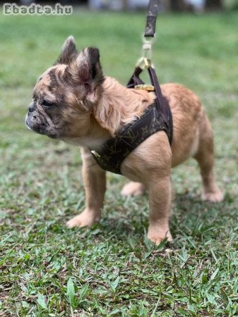 French bull dog for sale or adoption