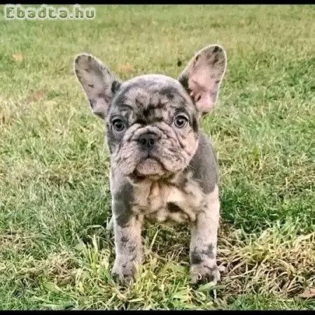 French bull dog for sale or adoption