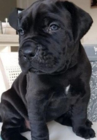 Cane corso
