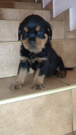 Rottweiler
