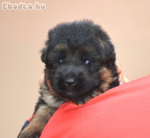 Tőrzskőnyvezett német juhász kőlykők!