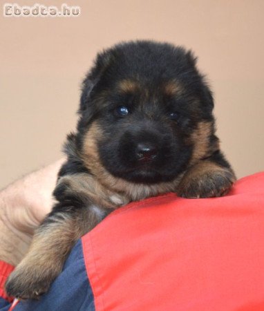 Tőrzskőnyvezett német juhász kőlykők!