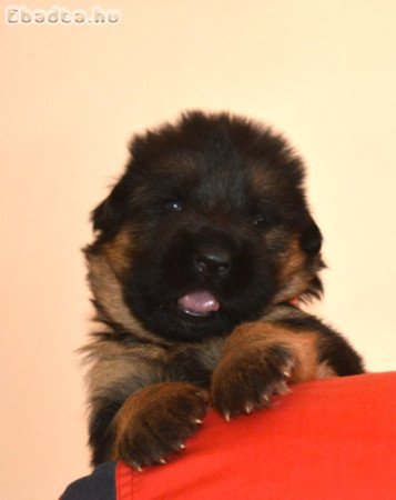 Tőrzskőnyvezett német juhász kőlykők!