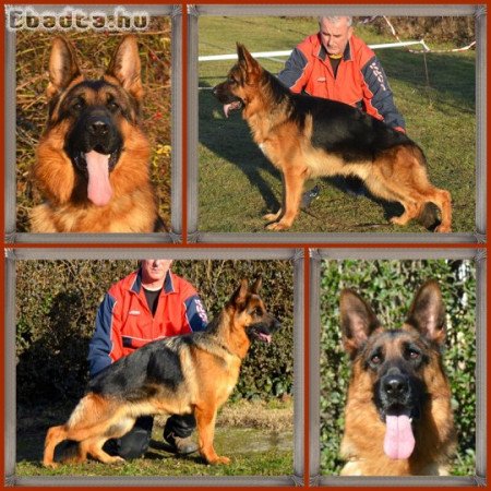 Tőrzskőnyvezett német juhász kőlykők!