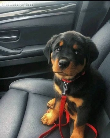 Rottweiler puppies for adoption