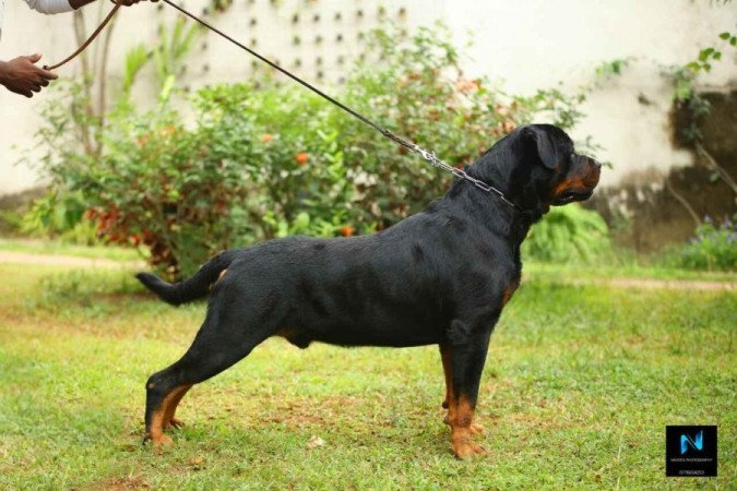 Rottweiler