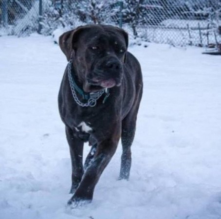 Cane corso