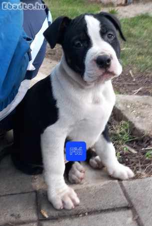 Amerikai staffordshire terrier