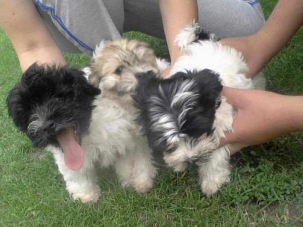 Bichon Havanese