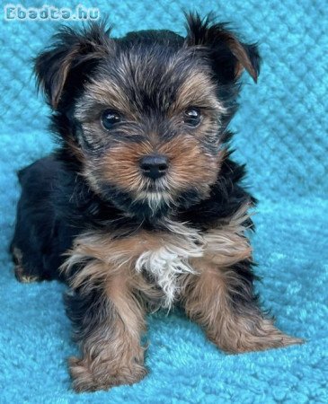 Yorkshire terrier kölykök