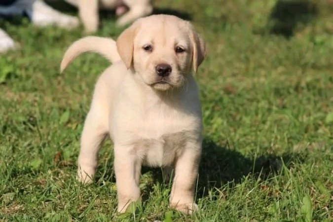 Labrador