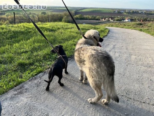 Sarplaninac, jugoszláv farkasölő