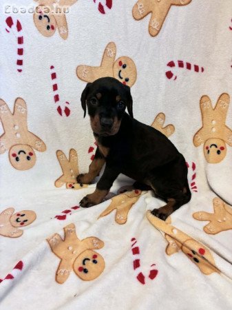 Dobermann kölykök