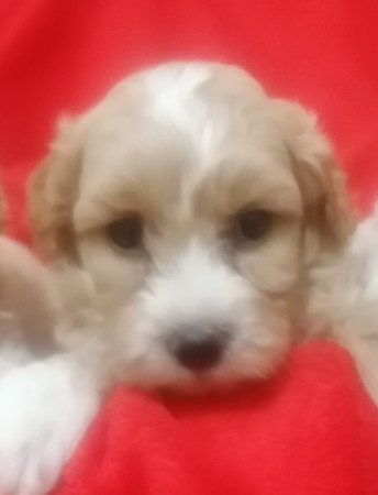 Maltipoo (máltai x uszkár)