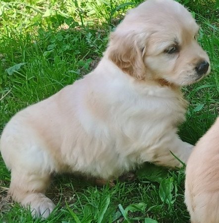 Golden retriever