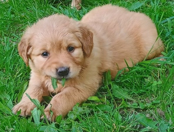 Golden retriever