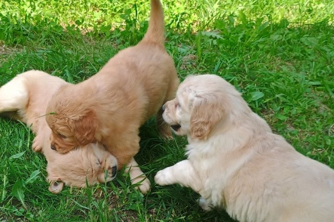 Golden retriever