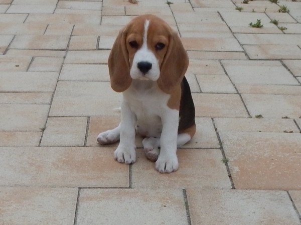 Beagle