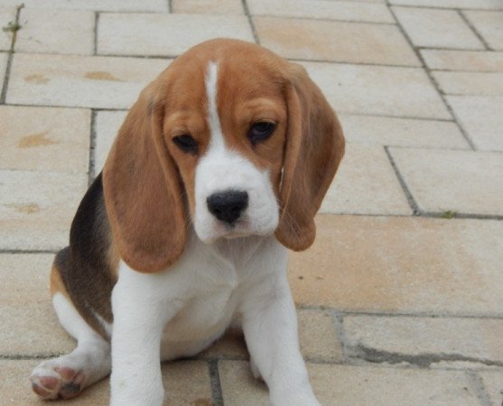 Beagle