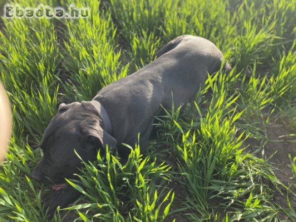 Cane corso 1 éves ingyen el vihető