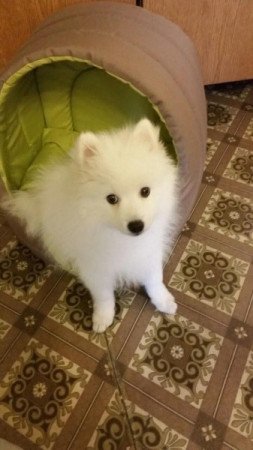 Német spicc kisfiú