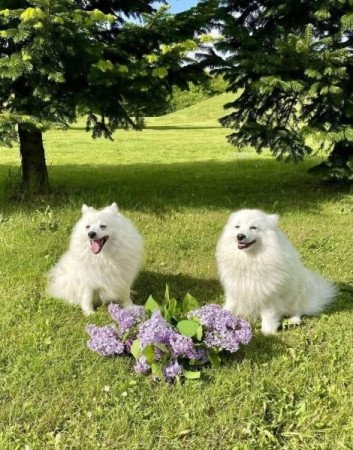 Német spicc kisfiú