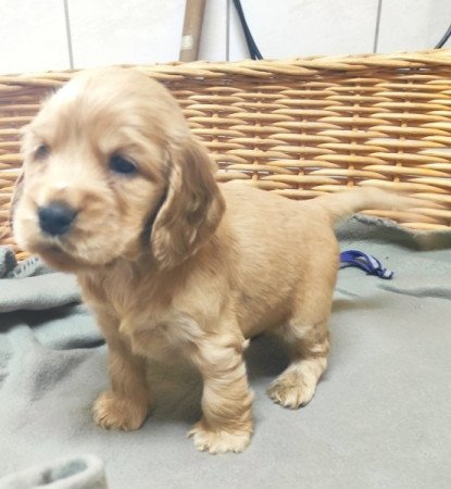 Angol Cocker Spániel