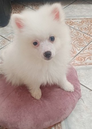 Német spicc kisfiú