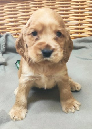 Angol Cocker Spánielek eladók!