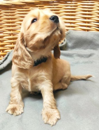 Angol Cocker Spánielek eladók!