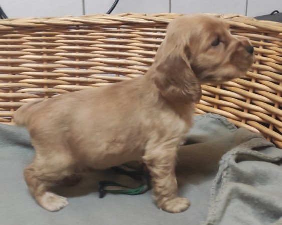 Angol Cocker Spániel