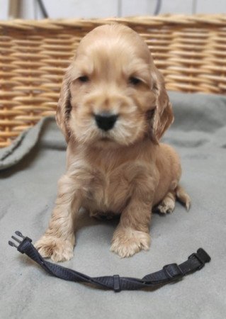 Angol Cocker Spániel