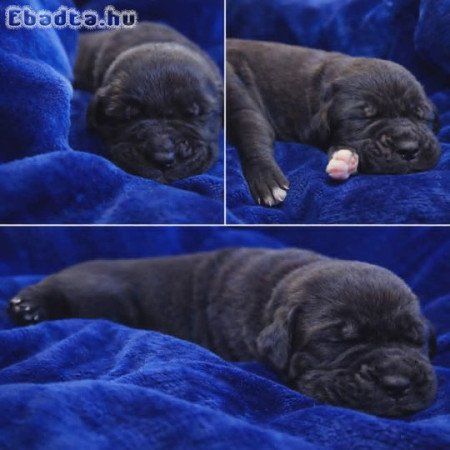 Cane Corso kölykök