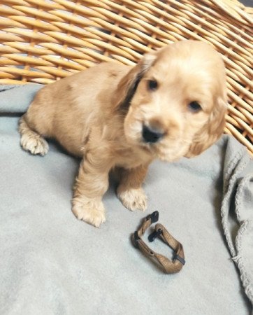 Angol Cocker Spániel