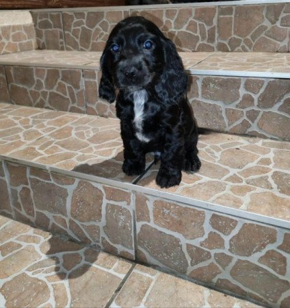 Angol Cocker Spániel