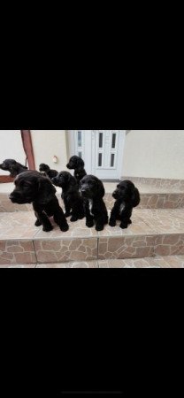 Angol Cocker Spániel